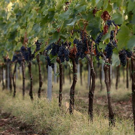 Agriturismo Casagrande Montepulciano Stazione المظهر الخارجي الصورة