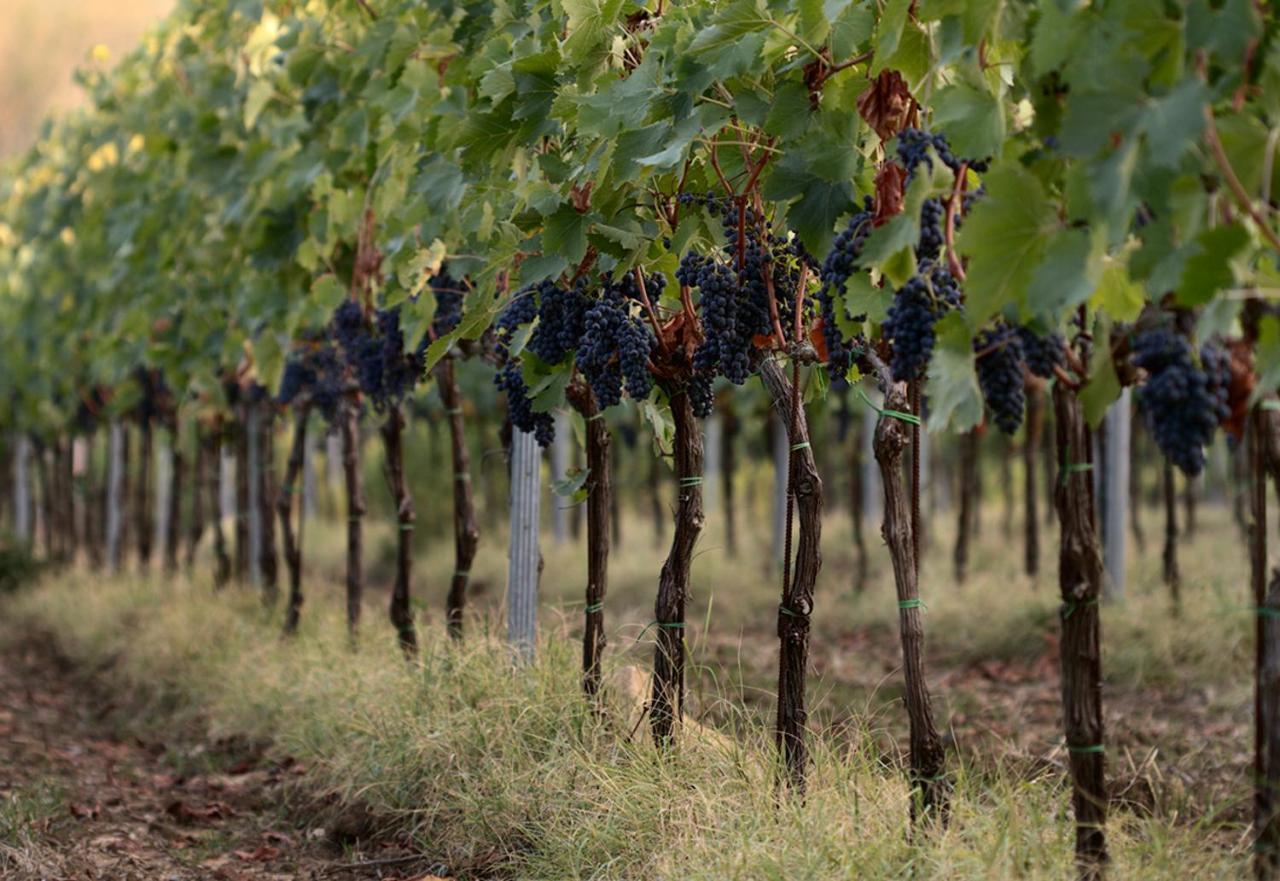 Agriturismo Casagrande Montepulciano Stazione المظهر الخارجي الصورة
